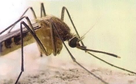 Make Skeeters Scarce: West Nile Virus Prevention Image